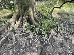 Hymenocallis pygmaea