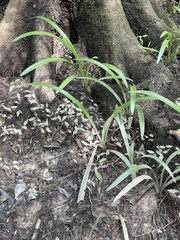 Hymenocallis pygmaea