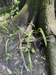 Hymenocallis pygmaea