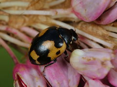 Ceratomegilla alpina