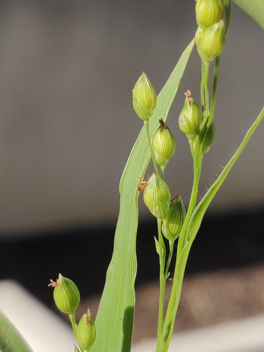 photo of Rosette Grasses (Dichanthelium)