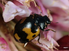 Ceratomegilla alpina