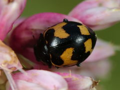 Ceratomegilla alpina