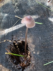 Mycena sanguinolenta