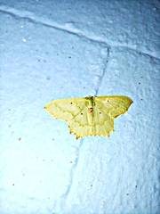 Episothalma robustaria