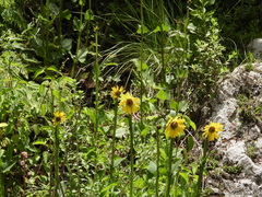Verbesina tetraptera