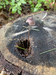 Mycena sanguinolenta