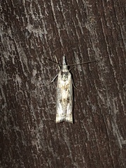 Microcrambus minor