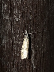 Microcrambus minor