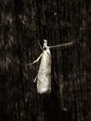 Microcrambus minor