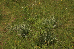 Melanthieae