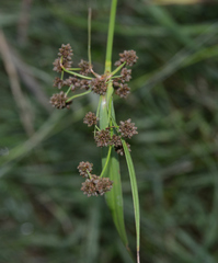 Scirpus atrovirens
