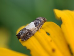 Epiblema tripartitana