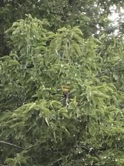 Setophaga discolor