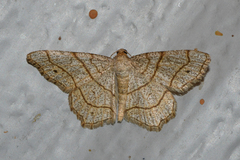 Trigrammia quadrinotaria