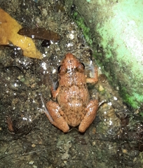 Eleutherodactylus planirostris