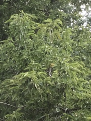 Setophaga discolor