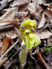 Scopolia carniolica