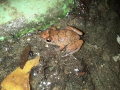 Eleutherodactylus planirostris