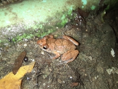 Eleutherodactylus planirostris