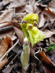 Scopolia carniolica