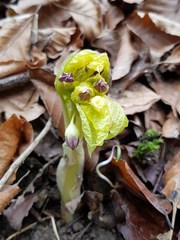 Scopolia carniolica