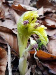 Scopolia carniolica