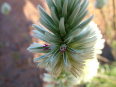 Ptilotus benlii