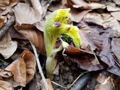 Scopolia carniolica