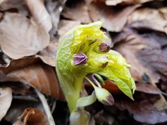Scopolia carniolica