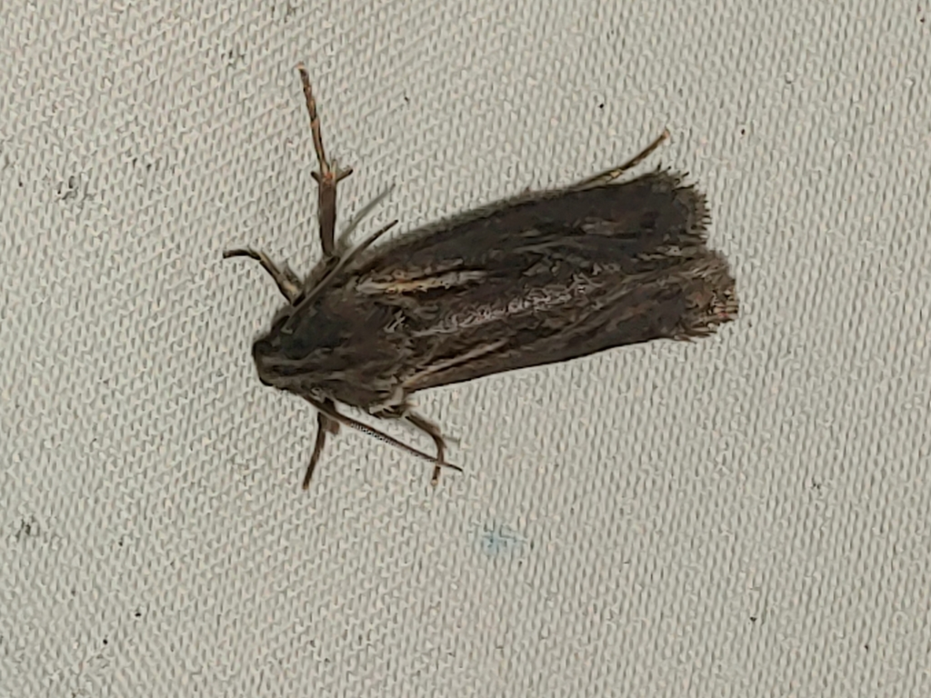 Clemens' Grass Tubeworm Moth from Harford County, US-MD, US on July 21 ...
