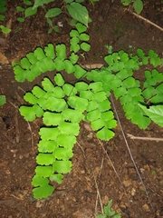 Adiantum amplum