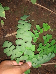 Adiantum amplum