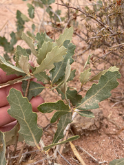Quercus havardii tuckeri