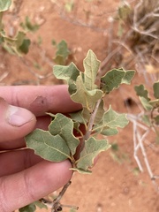 Quercus havardii tuckeri