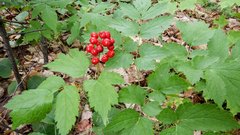Actaea rubra rubra