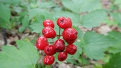 Actaea rubra rubra