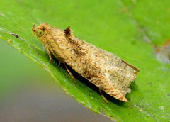 Olethreutes exoletum