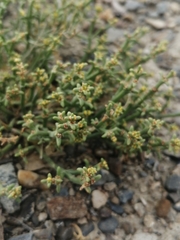 Anabasis brevifolia