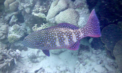Plectropomus pessuliferus