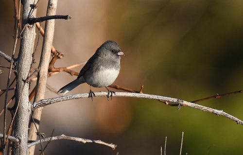 Dark-eyed Junco photographed in Missouri