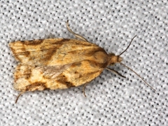 Clepsis therina