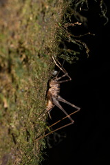 Pachyrhamma acanthocerum