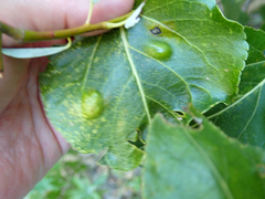 Taphrina populi-salicis