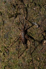 Pachyrhamma acanthocerum