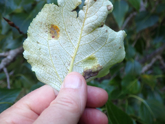 Taphrina populi-salicis