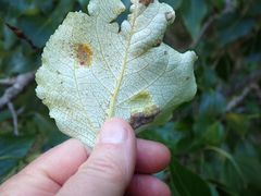 Taphrina populi-salicis