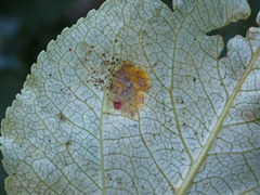 Taphrina populi-salicis