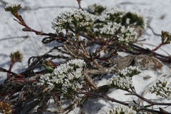 Paronychia erecta erecta