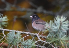 Junco hyemalis